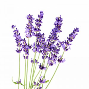 1056 - LAVANDA PLANTA 1PZ