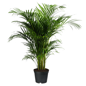 301 - PALMA ARECA PLANTA 1PZ