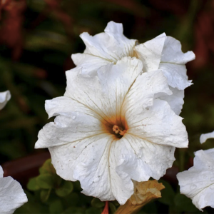 261 - PETUNIA BLANCA PLANTA 1PZ