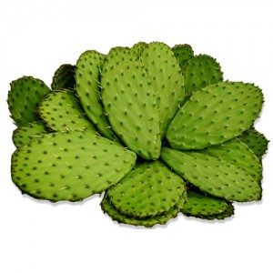 193 - NOPALES 1KG